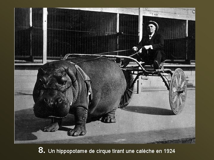 8. Un hippopotame de cirque tirant une calèche en 1924 