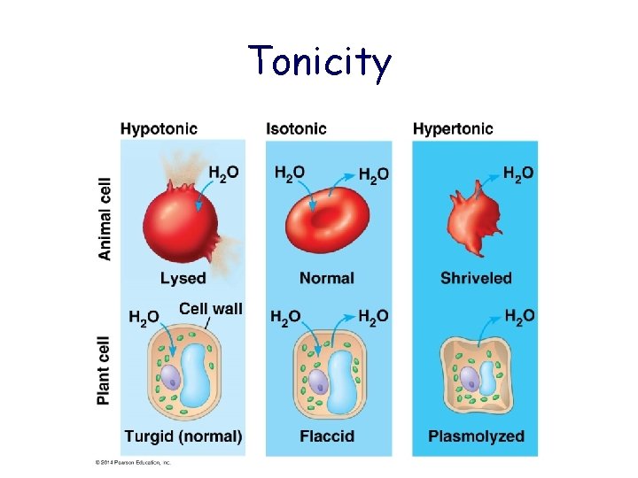 Tonicity 