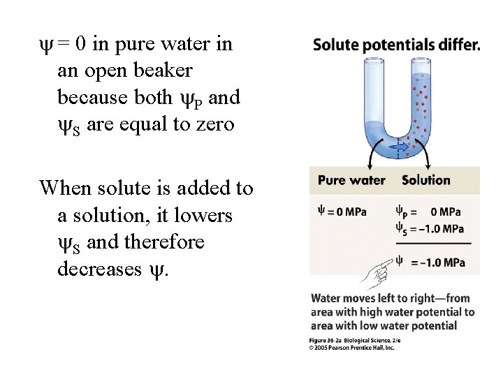  = 0 in pure water in an open beaker because both P and