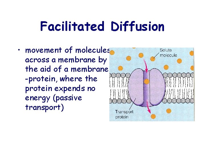 Facilitated Diffusion • movement of molecules across a membrane by the aid of a