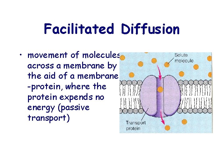 Facilitated Diffusion • movement of molecules across a membrane by the aid of a