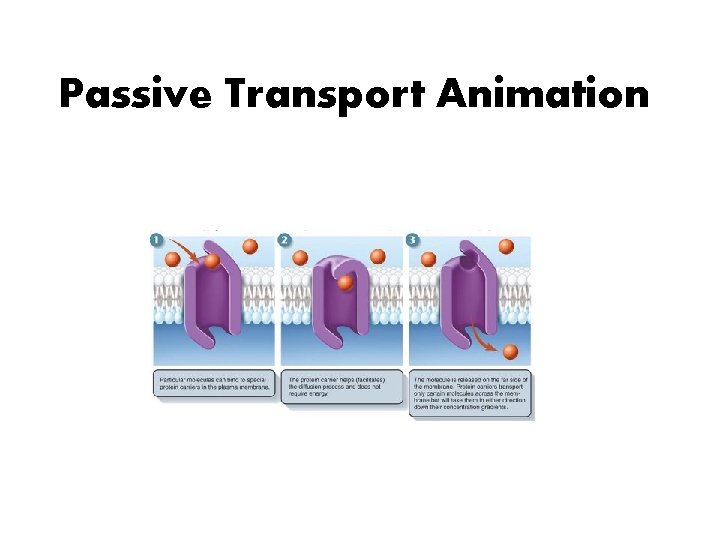 Passive Transport Animation 