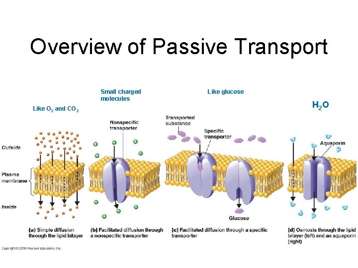 Overview of Passive Transport Small charged molecules Like O 2 and CO 2 Like