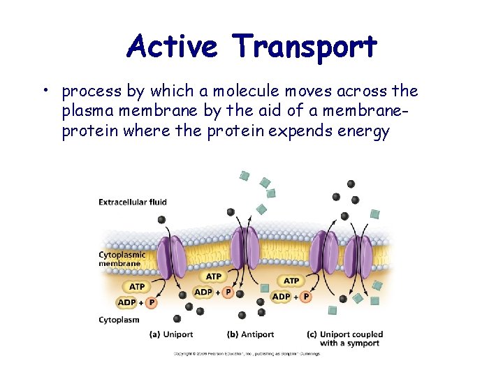 Active Transport • process by which a molecule moves across the plasma membrane by