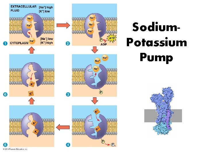 Sodium. Potassium Pump 