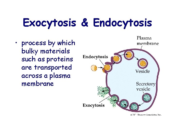 Exocytosis & Endocytosis • process by which bulky materials such as proteins are transported