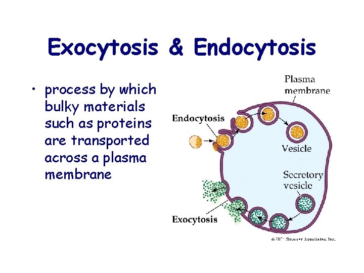 Exocytosis & Endocytosis • process by which bulky materials such as proteins are transported