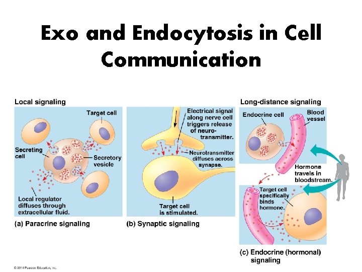 Exo and Endocytosis in Cell Communication 