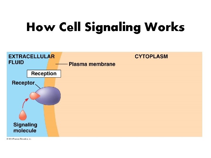 How Cell Signaling Works 