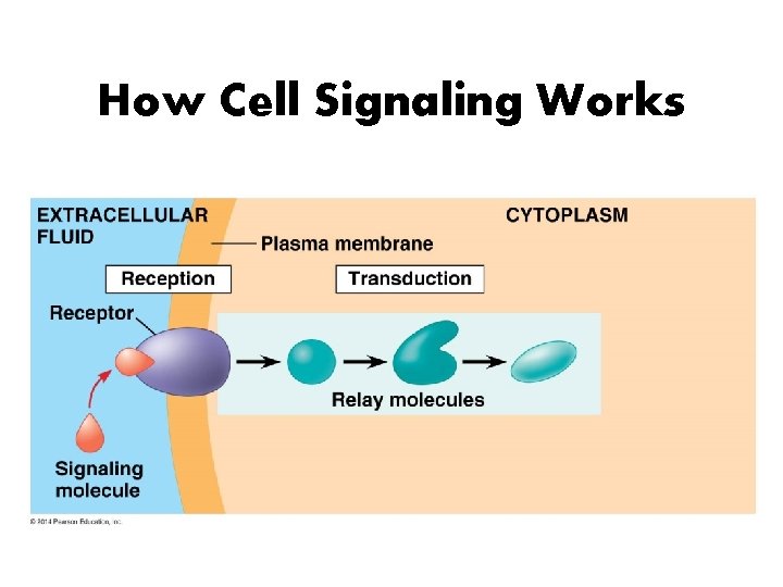 How Cell Signaling Works 