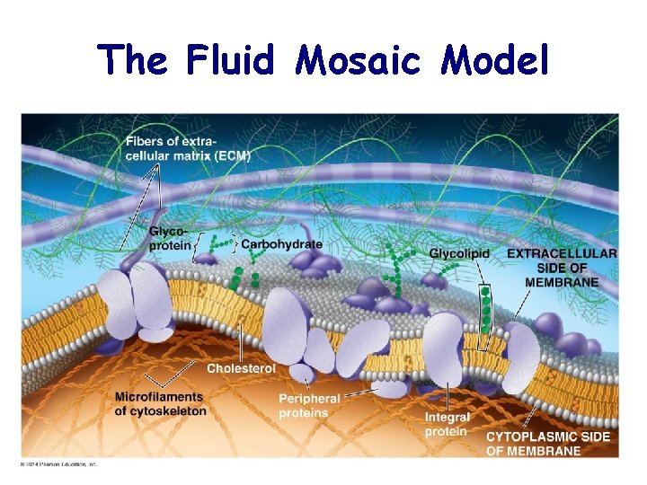 The Fluid Mosaic Model 