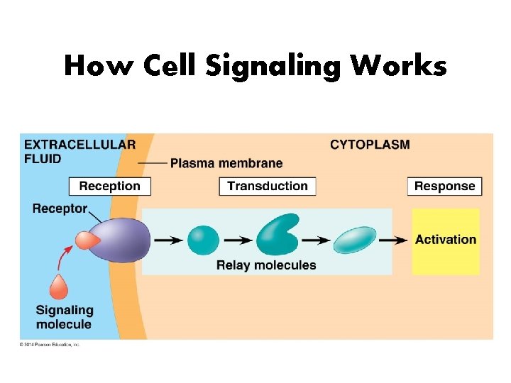 How Cell Signaling Works 