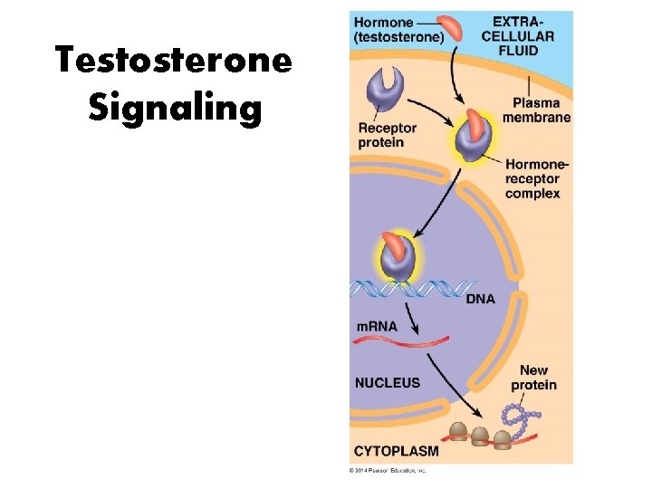 Testosterone Signaling 