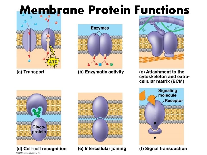 Membrane Protein Functions 