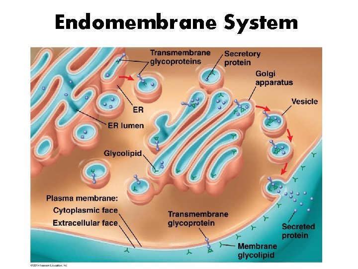 Endomembrane System 