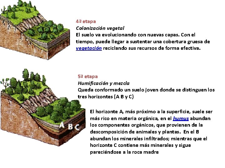 4ª etapa Colonización vegetal El suelo va evolucionando con nuevas capas. Con el tiempo,