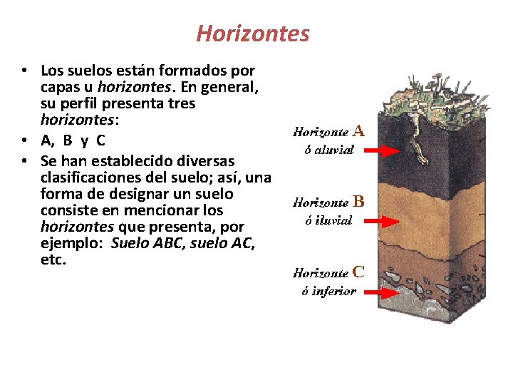 Horizontes • Los suelos están formados por capas u horizontes. En general, su perfil