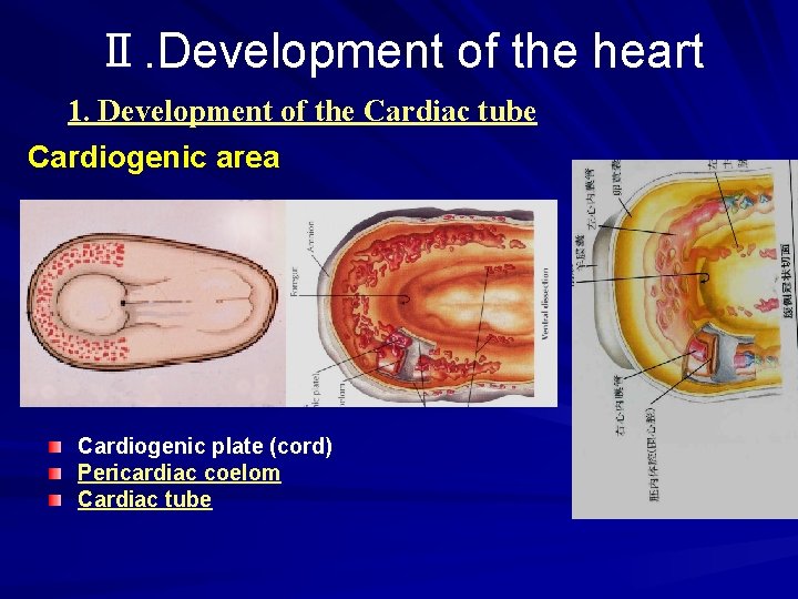 Ⅱ. Development of the heart 1. Development of the Cardiac tube Cardiogenic area Cardiogenic