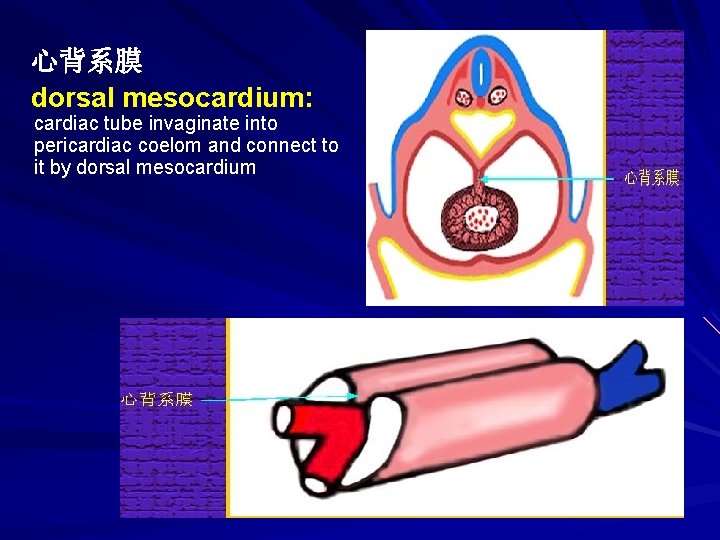 心背系膜 dorsal mesocardium: cardiac tube invaginate into pericardiac coelom and connect to it by