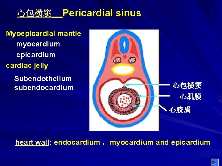 心包横窦 Pericardial sinus Myoepicardial mantle myocardium epicardium cardiac jelly Subendothelium subendocardium 心包横窦 心肌膜 心胶貭