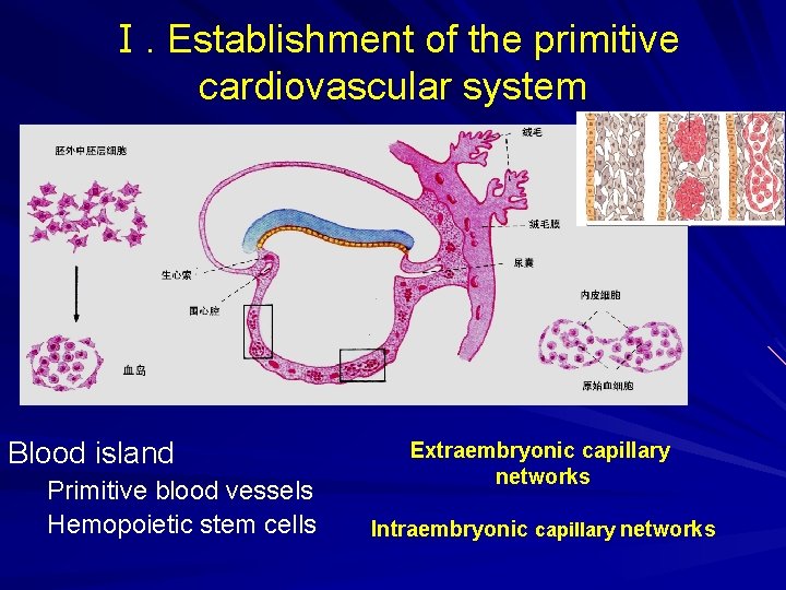 Ⅰ. Establishment of the primitive cardiovascular system Blood island Primitive blood vessels Hemopoietic stem