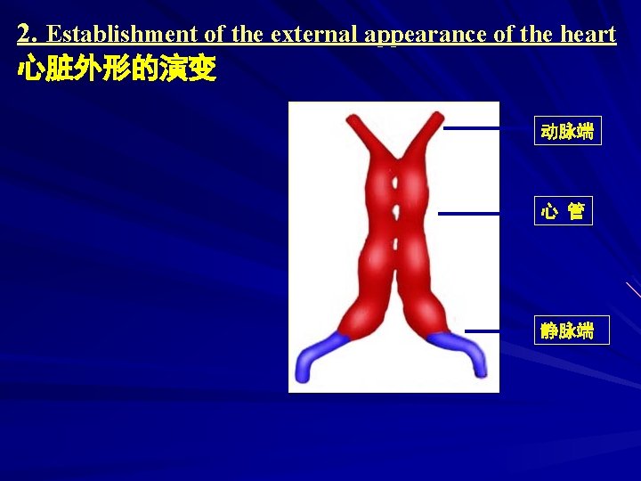 2. Establishment of the external appearance of the heart 心脏外形的演变 动脉端 心 管 静脉端