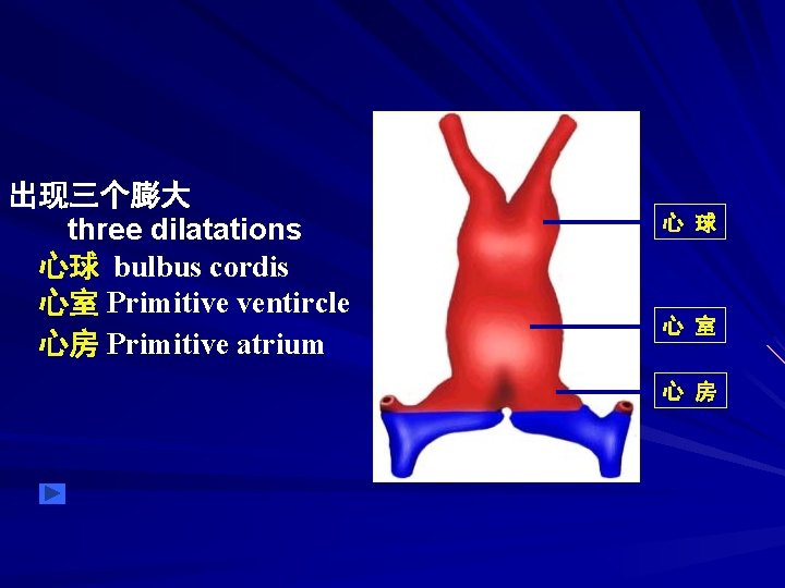 出现三个膨大 three dilatations 心球 bulbus cordis 心室 Primitive ventircle 心房 Primitive atrium 心 球
