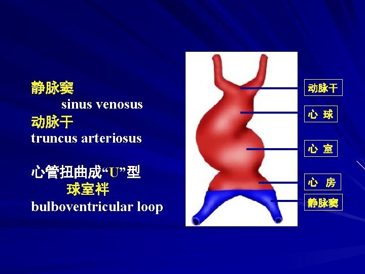 静脉窦 sinus venosus 动脉干 truncus arteriosus 心管扭曲成“U”型 球室袢 bulboventricular loop 动脉干 心 球 心