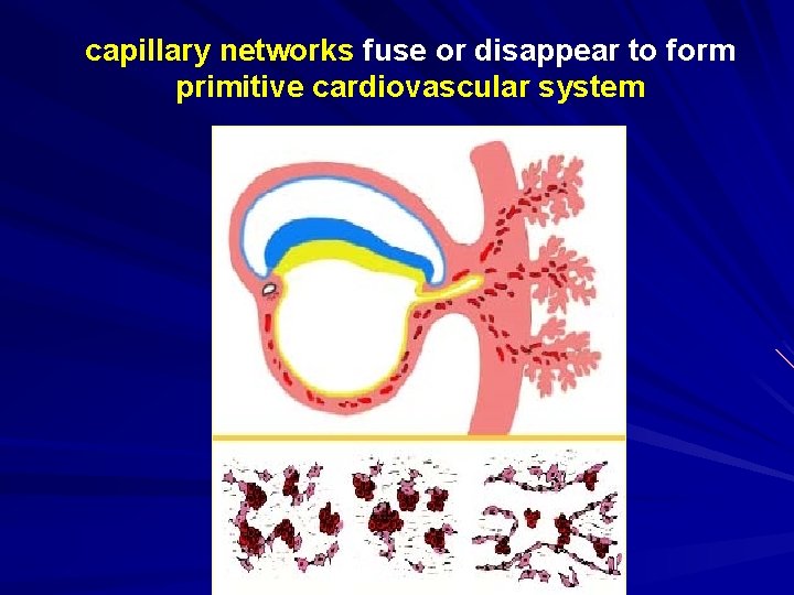 capillary networks fuse or disappear to form primitive cardiovascular system 