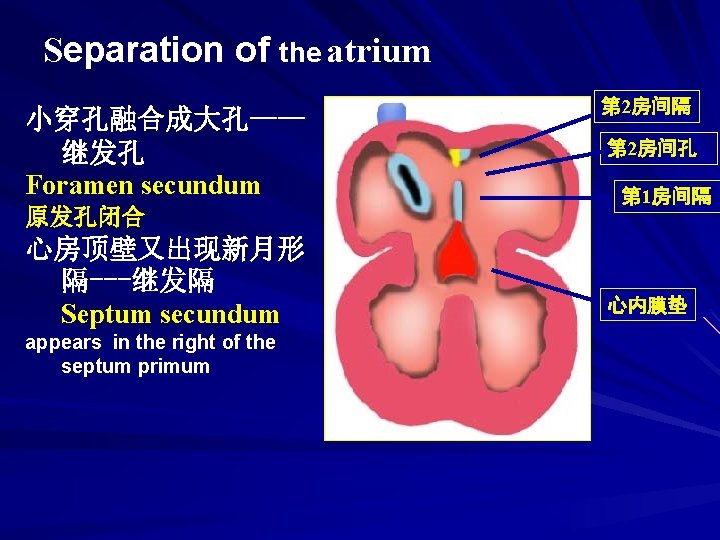 Separation of the atrium 小穿孔融合成大孔—— 继发孔 Foramen secundum 原发孔闭合 心房顶壁又出现新月形 隔---继发隔 Septum secundum appears