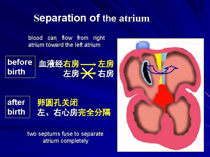 Separation of the atrium blood can flow from right atrium toward the left atrium