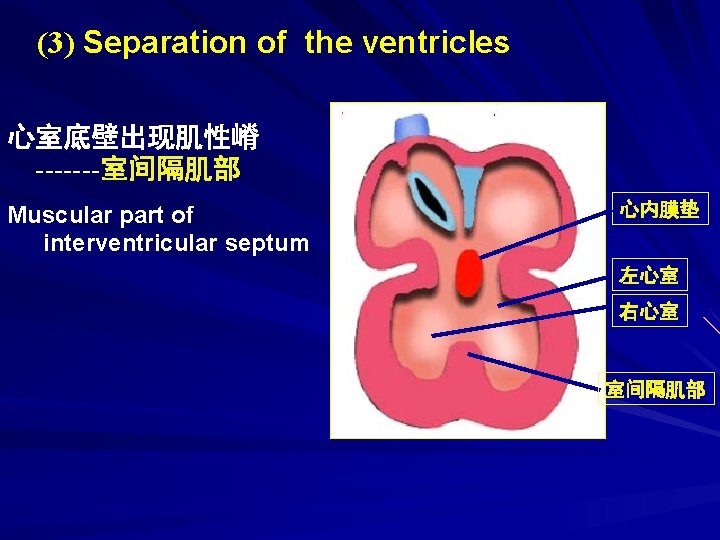 (3) Separation of the ventricles 心室底壁出现肌性嵴 -------室间隔肌部 Muscular part of interventricular septum 心内膜垫 左心室