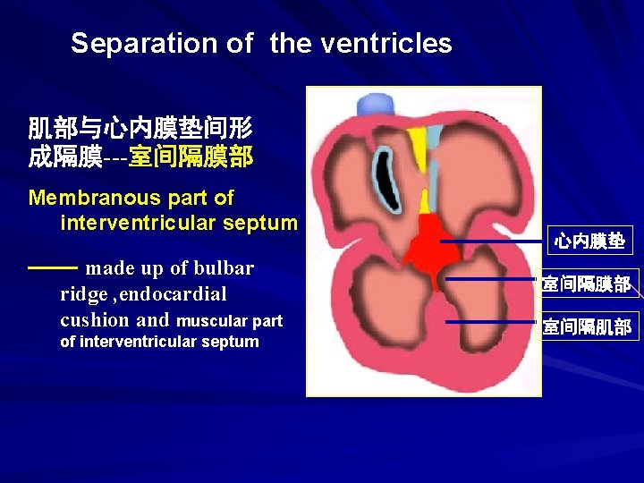 Separation of the ventricles 肌部与心内膜垫间形 成隔膜---室间隔膜部 Membranous part of interventricular septum —— made up