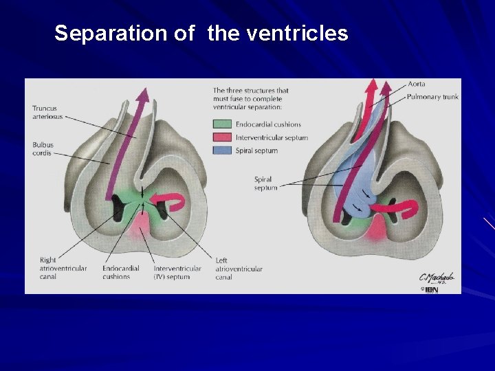 Separation of the ventricles 