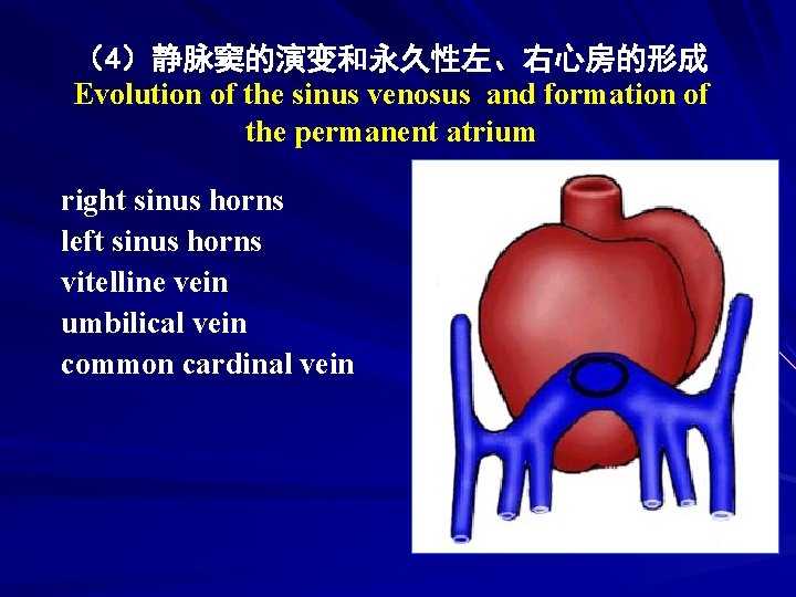 （4）静脉窦的演变和永久性左、右心房的形成 Evolution of the sinus venosus and formation of the permanent atrium right sinus
