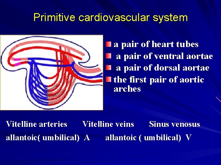 Primitive cardiovascular system a pair of heart tubes a pair of ventral aortae a