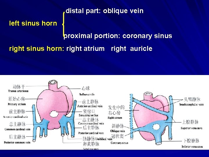 distal part: oblique vein left sinus horn proximal portion: coronary sinus right sinus horn: