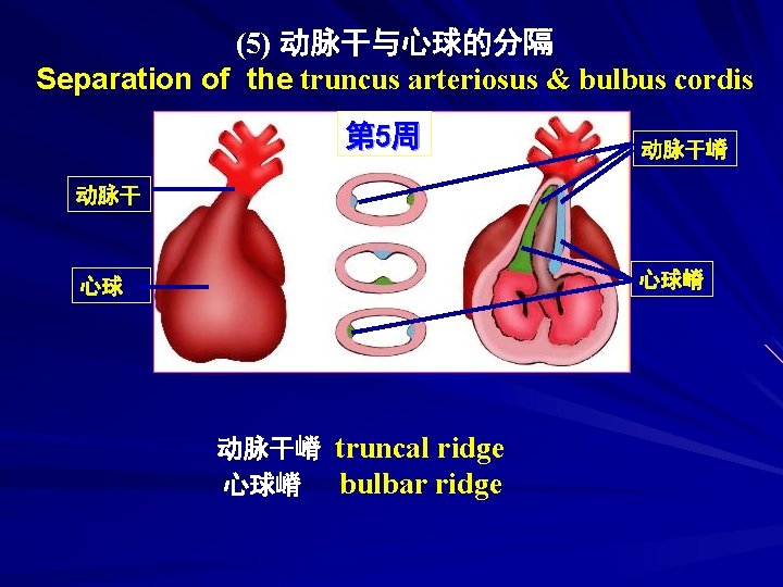 (5) 动脉干与心球的分隔 Separation of the truncus arteriosus & bulbus cordis 第 5周 动脉干嵴 动脉干