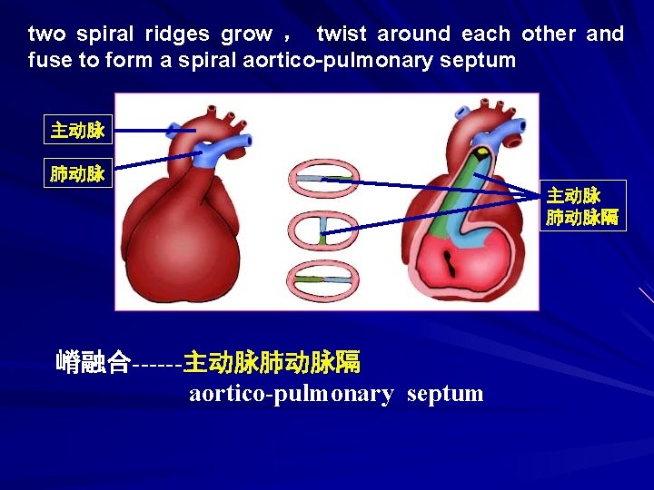 two spiral ridges grow ， twist around each other and fuse to form a