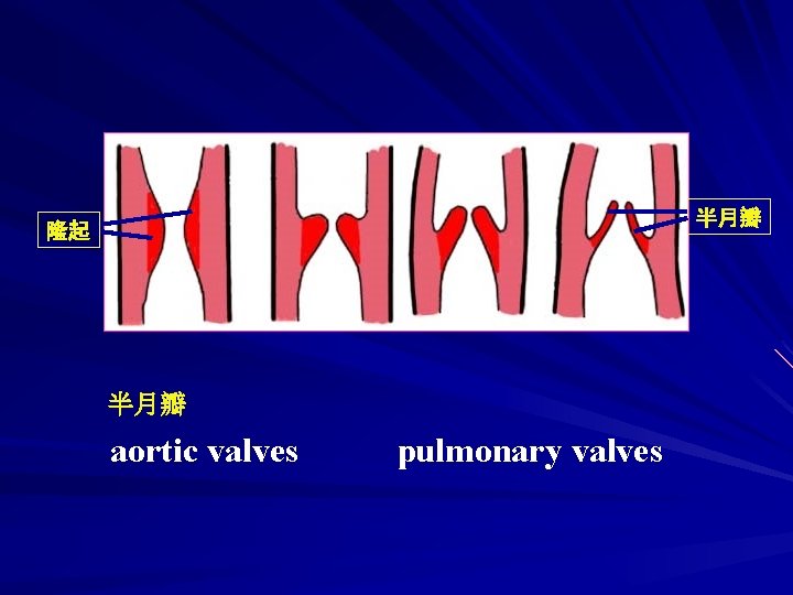 半月瓣 隆起 半月瓣 aortic valves pulmonary valves 