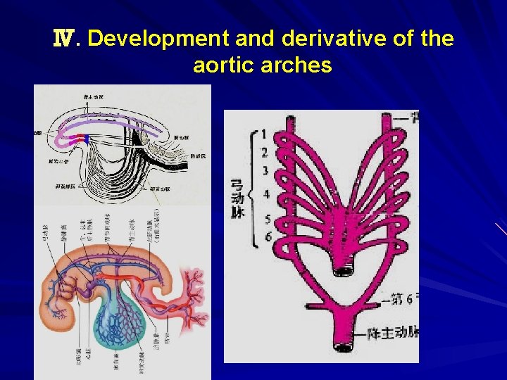Ⅳ. Development and derivative of the aortic arches 