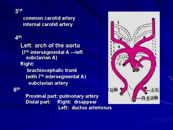 3 rd common carotid artery internal carotid artery 4 th Left: arch of the