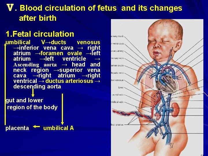 Ⅴ. Blood circulation of fetus and its changes after birth 1. Fetal circulation umbilical