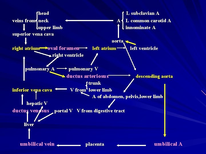 head veins from neck upper limb superior vena cava right atrium L subclavian A