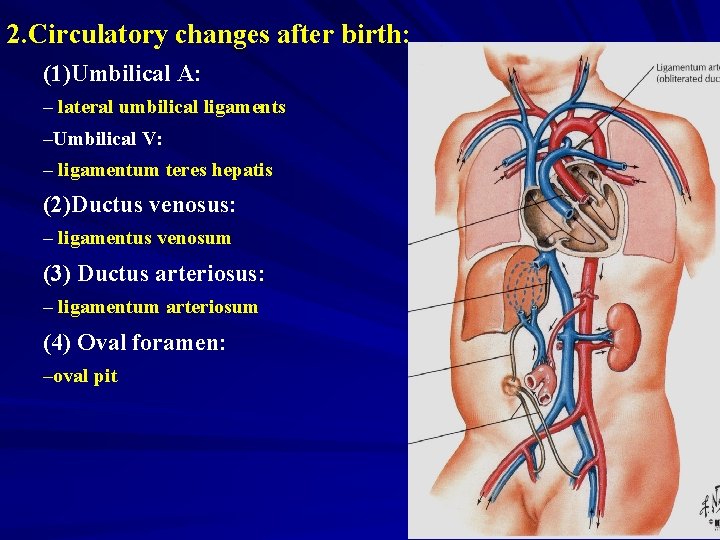 2. Circulatory changes after birth: (1)Umbilical A: – lateral umbilical ligaments –Umbilical V: –