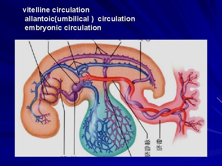 vitelline circulation allantoic(umbilical ) circulation embryonic circulation 