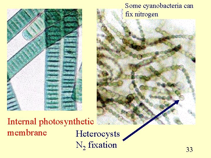 Some cyanobacteria can fix nitrogen Internal photosynthetic membrane Heterocysts N 2 fixation 33 