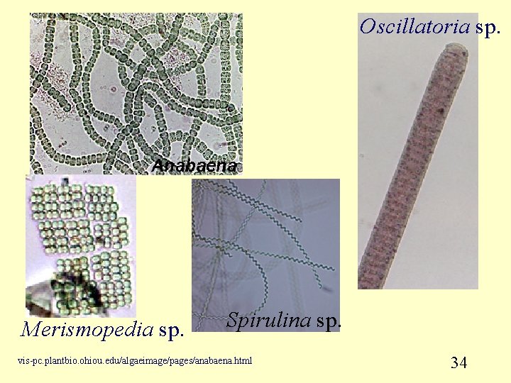 Oscillatoria sp. Merismopedia sp. Spirulina sp. vis-pc. plantbio. ohiou. edu/algaeimage/pages/anabaena. html 34 