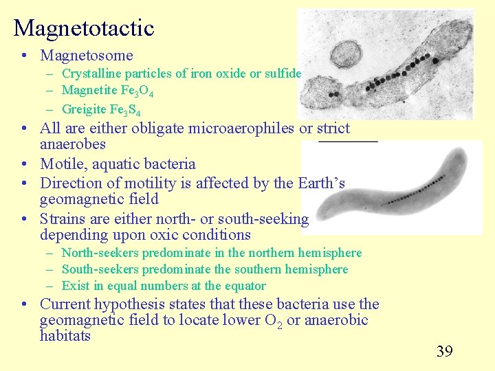 Magnetotactic • Magnetosome – Crystalline particles of iron oxide or sulfide – Magnetite Fe