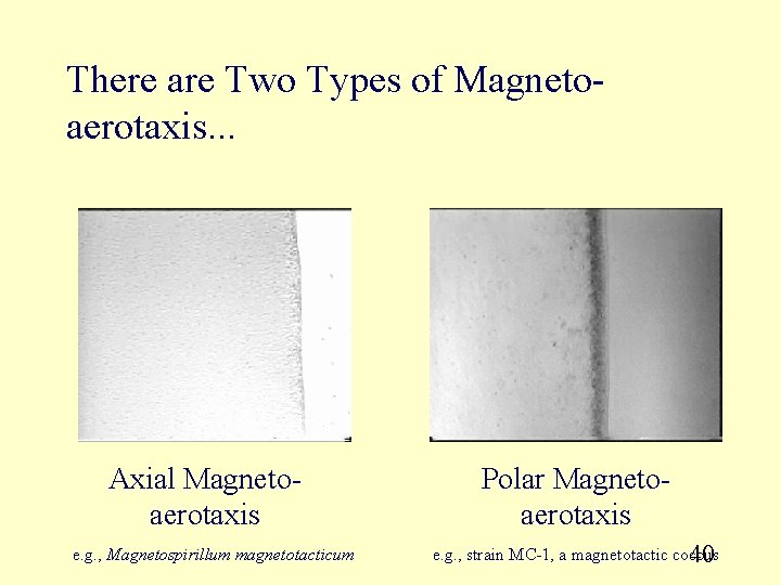 There are Two Types of Magnetoaerotaxis. . . Axial Magnetoaerotaxis e. g. , Magnetospirillum